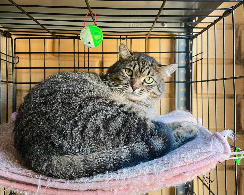 Кошки в Москве: Полосатый котик Плюшкин в добрые руки Мальчик, Бесплатно - фото 7