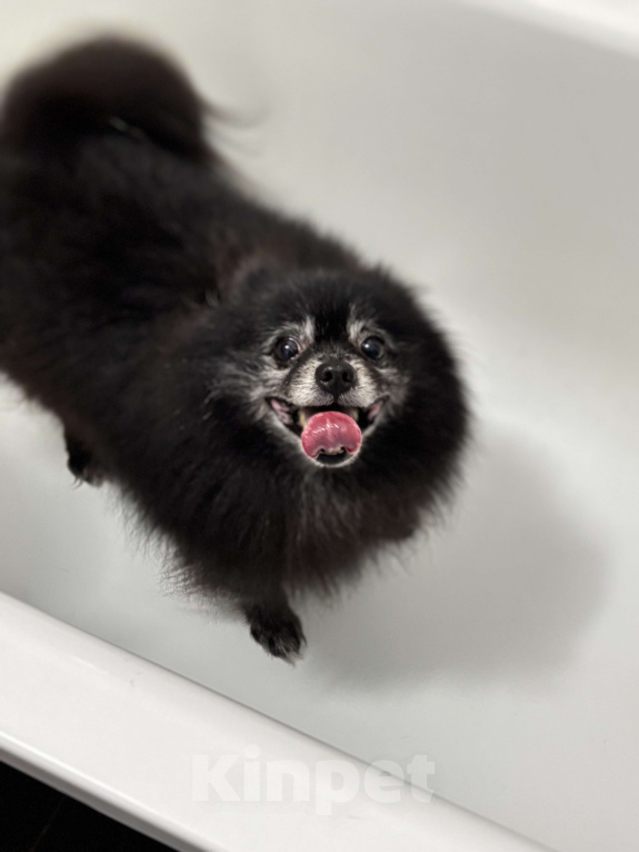 Собаки в других городах Краснодарского края: Мишка в заботливые руки Мальчик, Бесплатно - фото 4