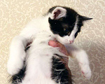 Кошки в Новокузнецке: Отдам в хорошие руки кошечку.  Девочка, Бесплатно - фото 1