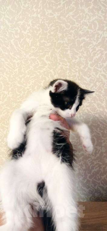 Кошки в Новокузнецке: Отдам в хорошие руки кошечку.  Девочка, Бесплатно - фото 1