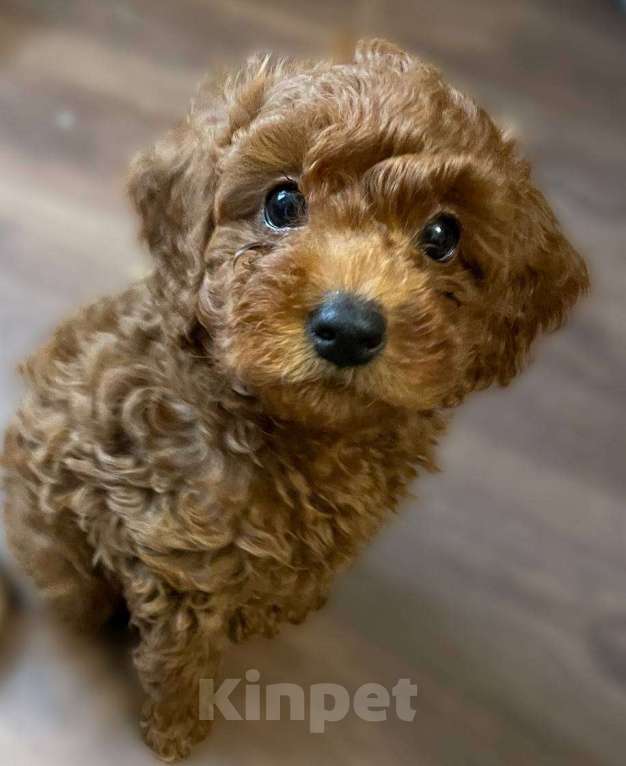 Собаки в Санкт-Петербурге: Той-пудель  Мальчик, 80 руб. - фото 1