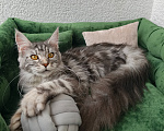 Кошки в Санкт-Петербурге: Котёнок мейн-кун Девочка, Бесплатно - фото 5