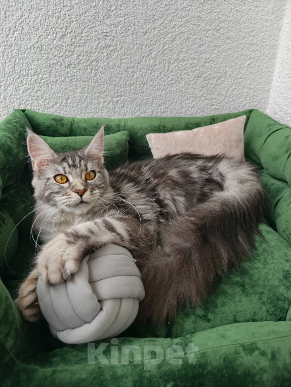 Кошки в Санкт-Петербурге: Котёнок мейн-кун Девочка, Бесплатно - фото 5