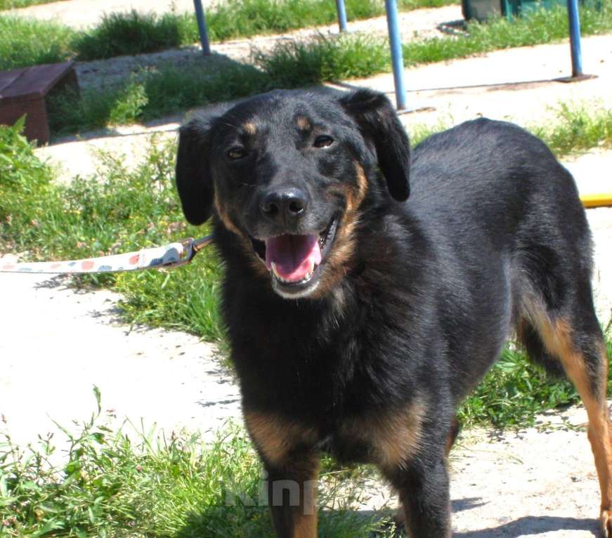 Собаки в Москве: Ласковая, добрая собака Альма ждет своего родного ЧЕЛОВЕКА! Девочка, Бесплатно - фото 1