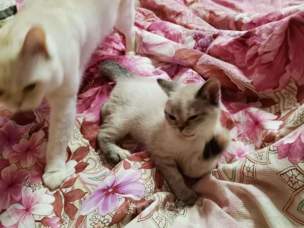 Кошки в Москве: Шотландские котята  Девочка, 10 000 руб. - фото 2