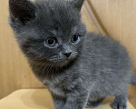 Кошки в Армавире: Девочка серенькая, британская прямоухая  Девочка, 12 000 руб. - фото 1