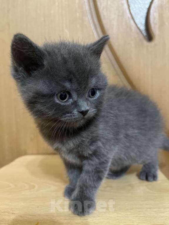 Кошки в Армавире: Девочка серенькая, британская прямоухая  Девочка, 12 000 руб. - фото 1