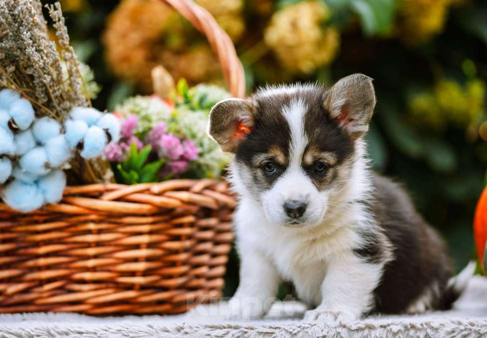 Собаки в Новосибирске: Вельш Корги Пемброк Мария-Антуанетта Девочка, 65 000 руб. - фото 4