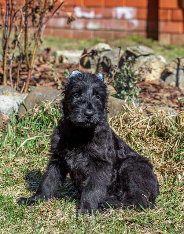 Собаки в других городах Московской области: Продам щенков ризеншнауцера Девочка, 70 руб. - фото 2