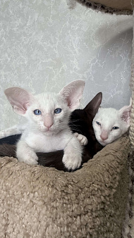 Ориентальные котята