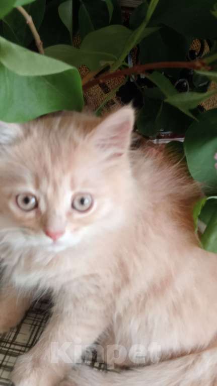 Кошки в Москве: Котенок метис ищет дом Девочка, Бесплатно - фото 3