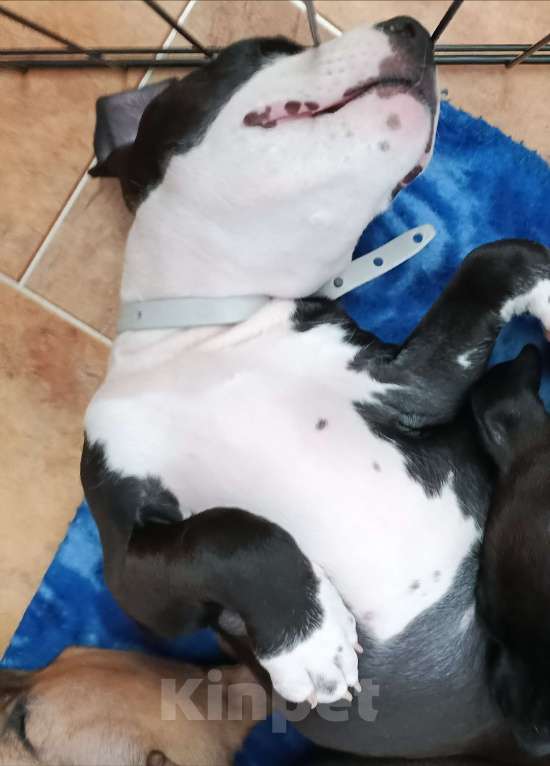 Собаки в Омске: Девочка  Девочка, 15 000 руб. - фото 3