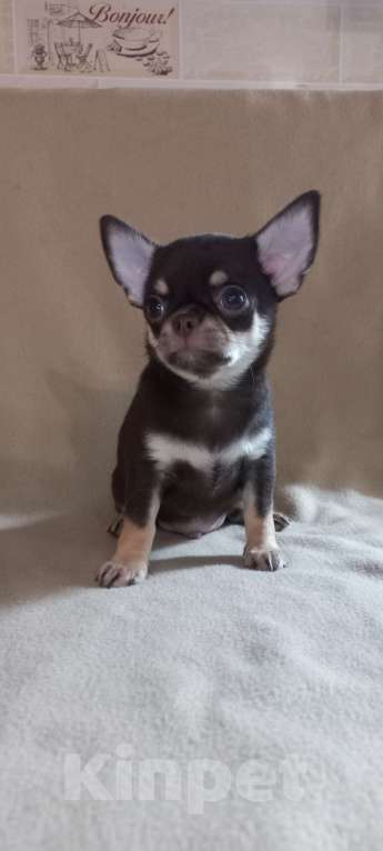 Собаки в Новосибирске: Шоколадный Босс Мальчик, Бесплатно - фото 2