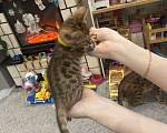 Кошки в других городах Московской области: Бенгальский котенок Девочка, 18 000 руб. - фото 2