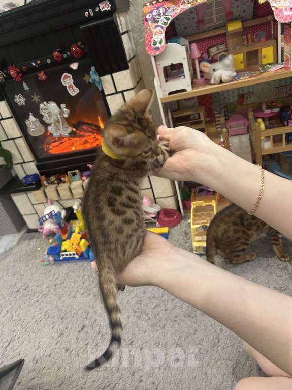 Кошки в других городах Московской области: Бенгальский котенок Девочка, 18 000 руб. - фото 2