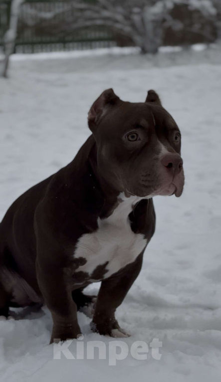 Собаки в других городах Московской области: Девочка покет  Девочка, 100 000 руб. - фото 1