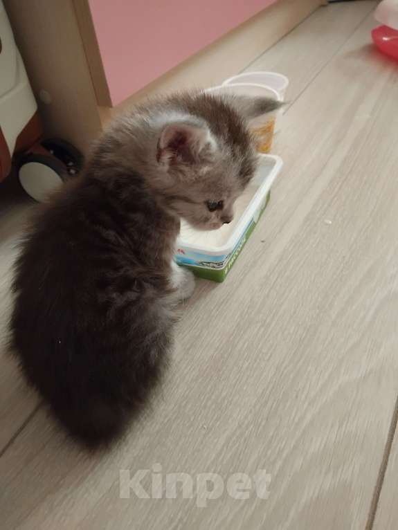 Кошки в Ставрополе: Алмаз  Мальчик, 25 000 руб. - фото 7