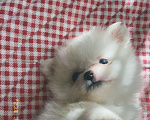Собаки в Пушкино: Щенок чихуахуа-шпиц Девочка, 10 000 руб. - фото 4