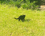 Кошки в Истре: котенок Мальчик, 1 руб. - фото 2