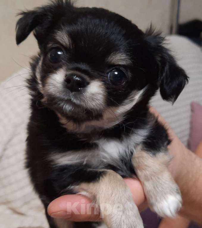 Собаки в Казани: Щенок  Чихуахуа Мальчик, 40 000 руб. - фото 2