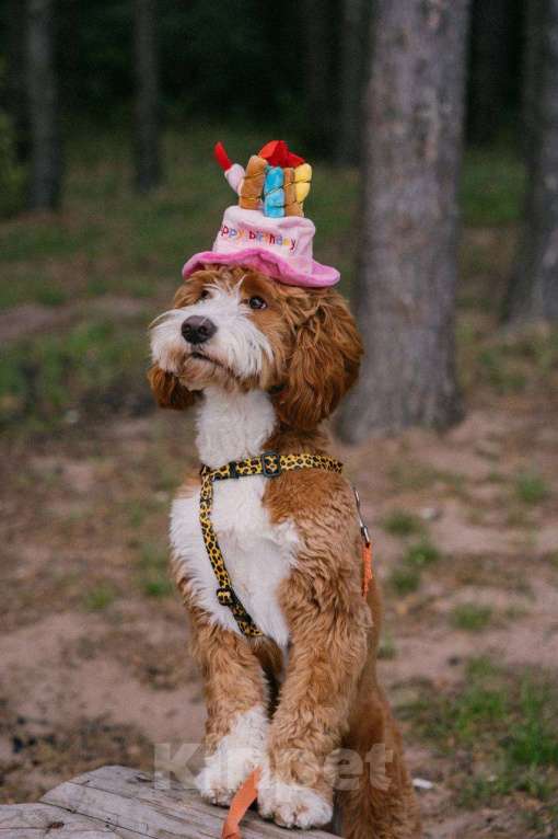 Собаки в Сочи: Вязка самого красивого лабрадудля 2025 года Мальчик, 150 000 руб. - фото 2