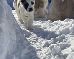 Собаки в Москве: Среднеазиатская овчарка, алабай, щенок Девочка, Бесплатно - фото 5