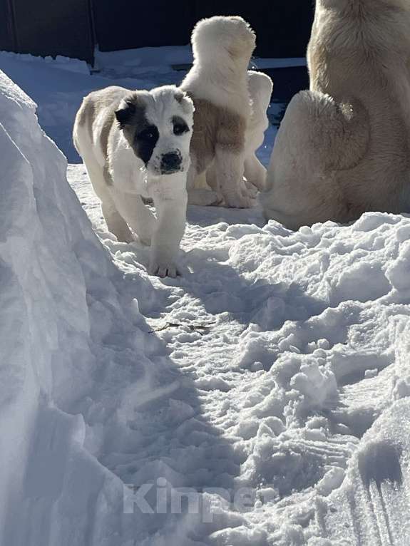 Собаки в Москве: Среднеазиатская овчарка, алабай, щенок Девочка, Бесплатно - фото 5