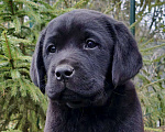 Собаки в Санкт-Петербурге: Здоровые щенки лабрадора Девочка, 60 000 руб. - фото 1