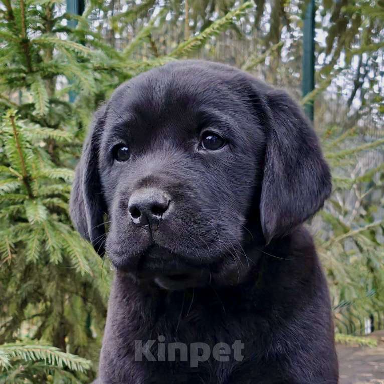 Собаки в Санкт-Петербурге: Здоровые щенки лабрадора Девочка, 60 000 руб. - фото 1