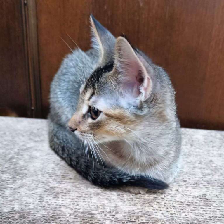 Кошки в Москве: Абиссинский котенок Жасмин нуждается в доме! Заметьте! Девочка, Бесплатно - фото 2