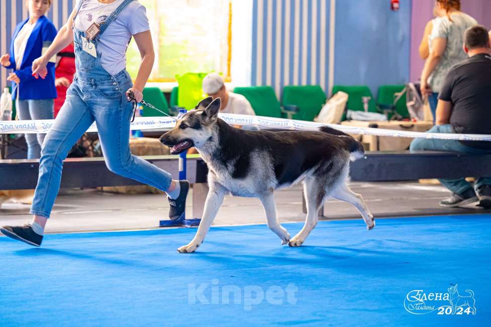 Собаки в Красноярске: Щенок ВЕО Нелли Голд Девочка, Бесплатно - фото 7