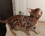 Кошки в Лыткарино: Бенгальский котенок девочка Линда с документами  Девочка, 12 000 руб. - фото 3