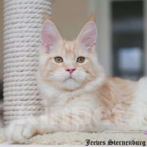 Кошки в Химках: Красавчик со сливочным характером Мальчик, Бесплатно - фото 4