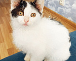 Кошки в Жуковском: Котенок девочка с мусорки Девочка, Бесплатно - фото 1