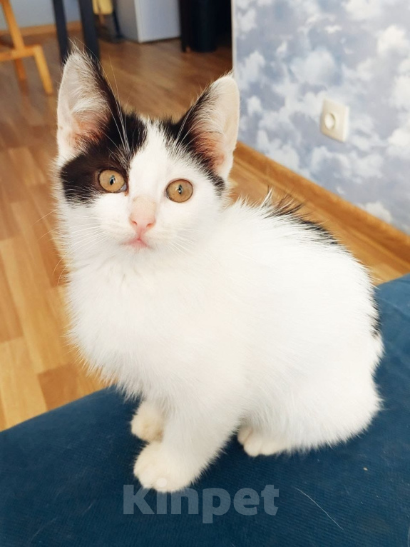 Кошки в Жуковском: Котенок девочка с мусорки Девочка, Бесплатно - фото 1