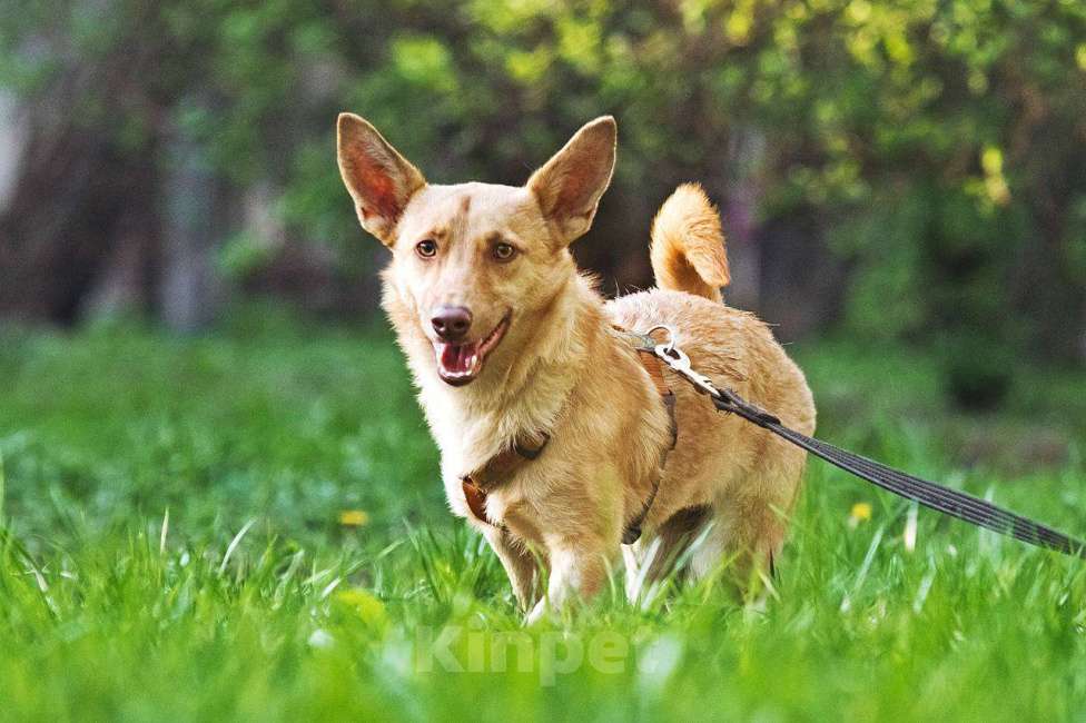 Собаки в других городах Московской области: Тата, 9 кг 4 года ищет семью Девочка, Бесплатно - фото 3
