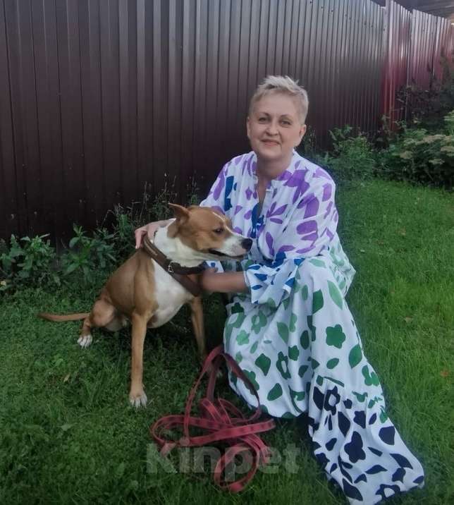 Собаки в Москве: Ищет семью собака Хельга. В добрые руки. Девочка, Бесплатно - фото 3