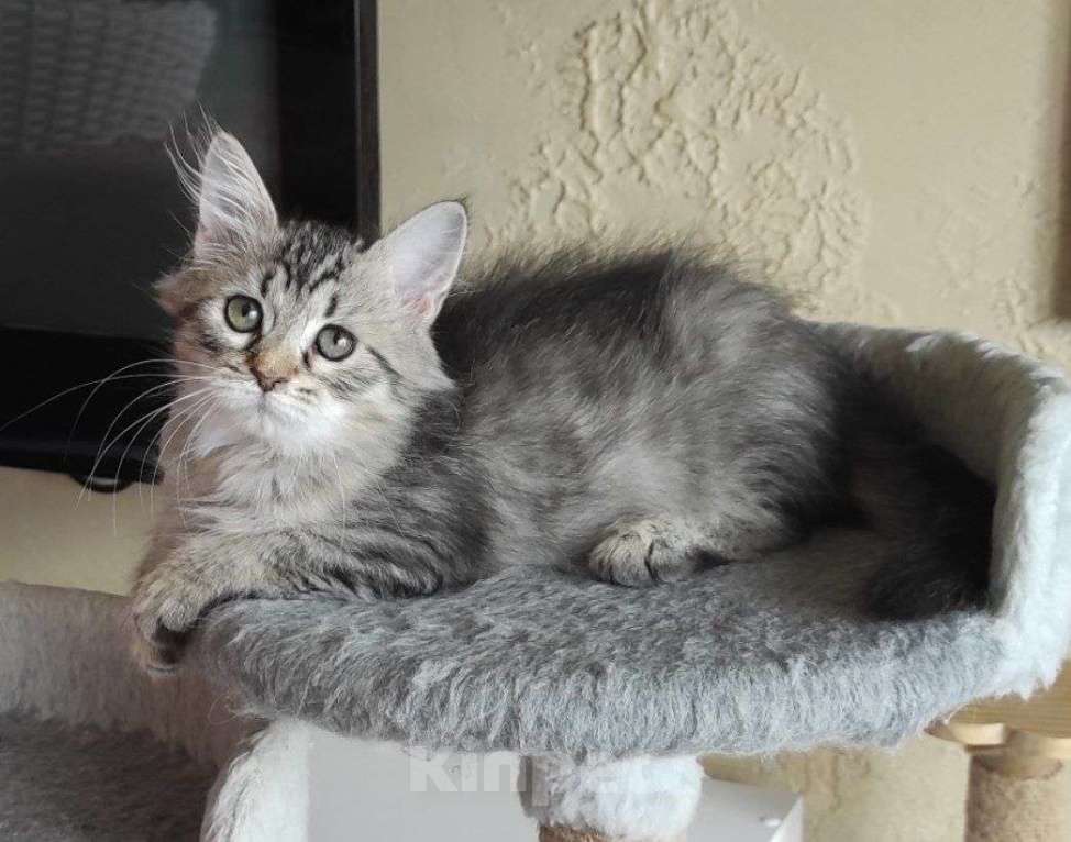 Кошки в Новосибирске: Jemka Девочка, 50 000 руб. - фото 8