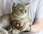 Кошки в Владивостоке: Британский котенок. Голубая золотистая девочка Девочка, 50 000 руб. - фото 3