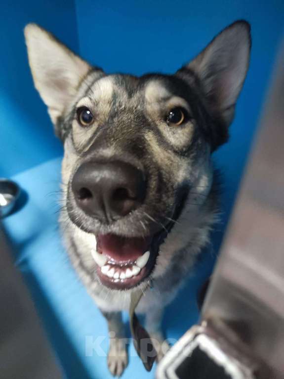 Собаки в Москве: Арья. Умная собака на выпуск на улицу Девочка, Бесплатно - фото 3