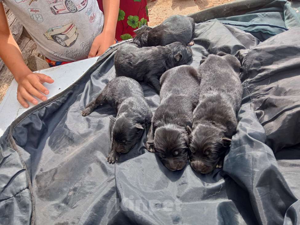 Собаки в Твери: Отдам собак в добрые руки Мальчик, 1 руб. - фото 4
