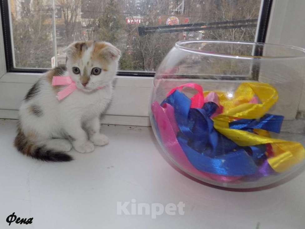 Кошки в Москве: Шотландский вислоухий котенок, девочка Девочка, 15 000 руб. - фото 5