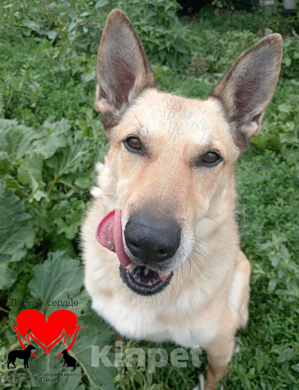 Собаки в Тамбове: Август  Мальчик, Бесплатно - фото 4