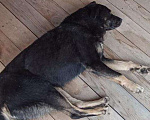 Собаки в Томске: Щенки в дар — 8 пушистых радостей 🐶 Бесплатно в добрые руки! Мальчик, Бесплатно - фото 7