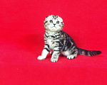 Кошки в Колпашево: Мраморная красотка, 1 руб. - фото 6