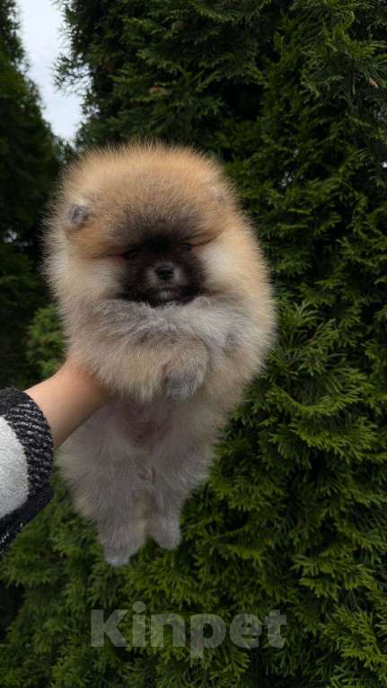 Собаки в Лобне: Малышка Девочка, Бесплатно - фото 2