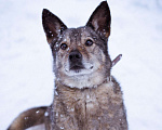 Собаки в Москве: Очень ласковая собака в поисках семьи Девочка, Бесплатно - фото 10