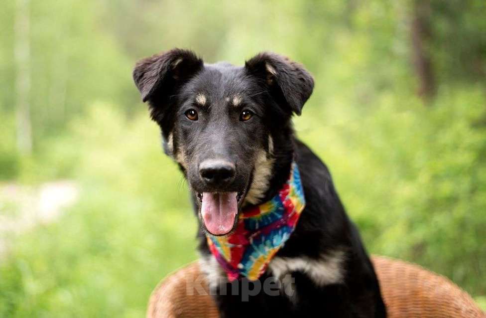 Собаки в Электрогорске: Щенок в добрые руки Мальчик, Бесплатно - фото 4