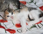 Кошки в Балашихе: котята в поисках дома Девочка, Бесплатно - фото 1