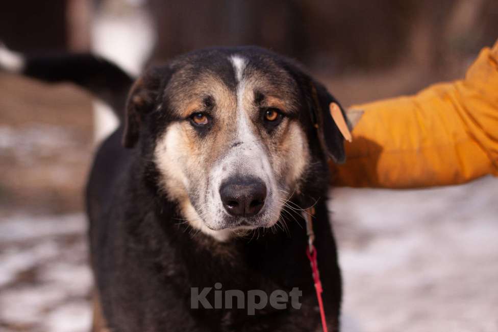 Собаки в Балашихе: Байкал Мальчик, Бесплатно - фото 4
